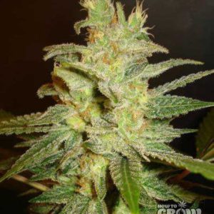 World of Seeds - Northern Light x Big Bud Plant Shot