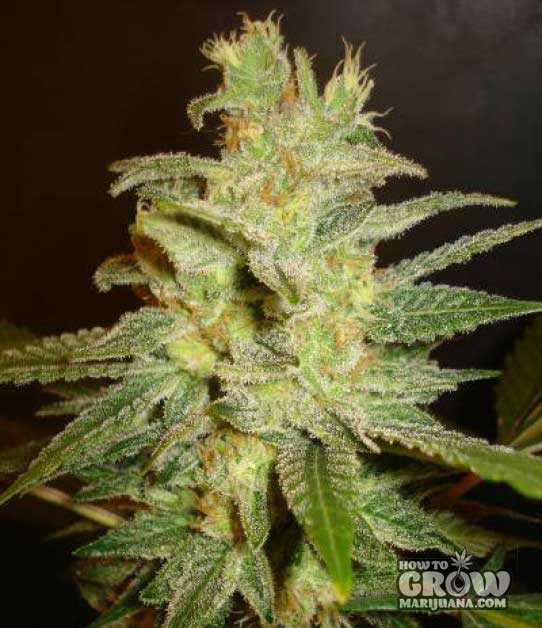World of Seeds - Northern Light x Big Bud Plant Shot