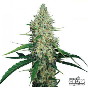 Barneys G13 Haze Feminised
