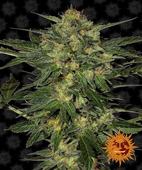 Barney's Farm - LSD Feminized Plant Shot