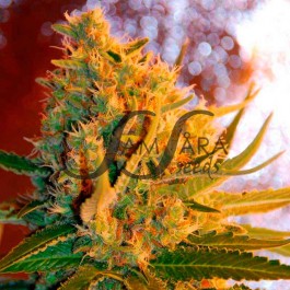 Samsara Seeds - Shot Adrenaline Auto Plant Shot