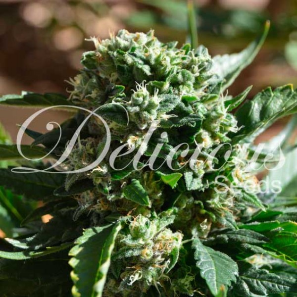 Delicious Seeds - IL Diavolo Autoflowering Plant Shot