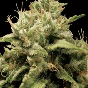 Paradise Seeds - Opium Feminized Plant Shot