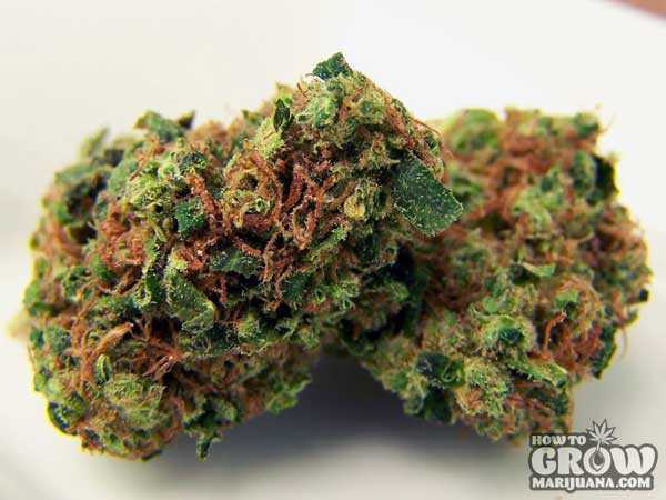 Soma Seeds - New York City Diesel Plant Shot