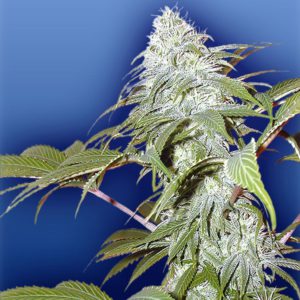 Pineapple Punch Plant Shot