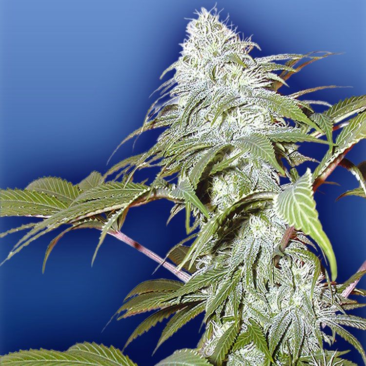 Pineapple Punch Plant Shot