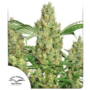 Dutch Passion - Power Plant Feminized Plant Shot