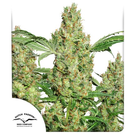 Dutch Passion - Power Plant Feminized Plant Shot