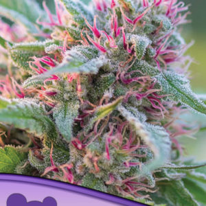 Anesia Seeds - Panama Red Feminized Plant Shot