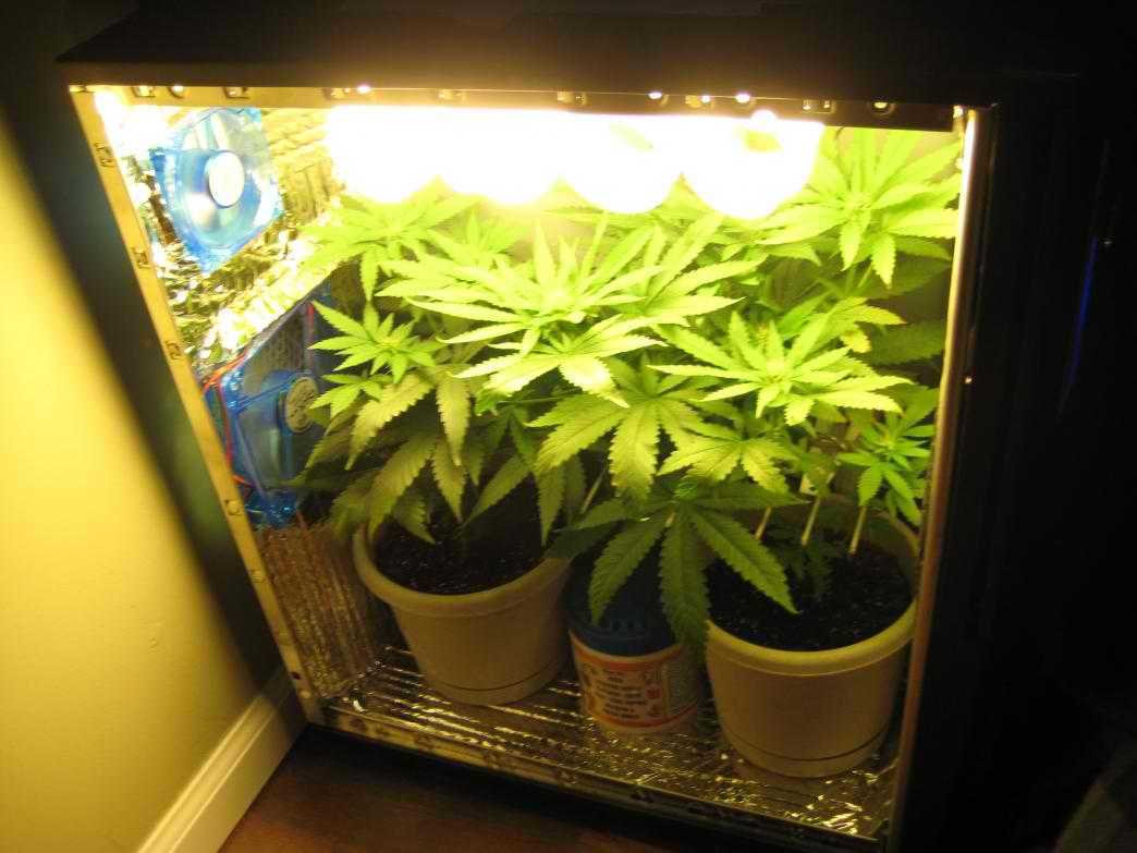 PC Grow Box pc grow box interior