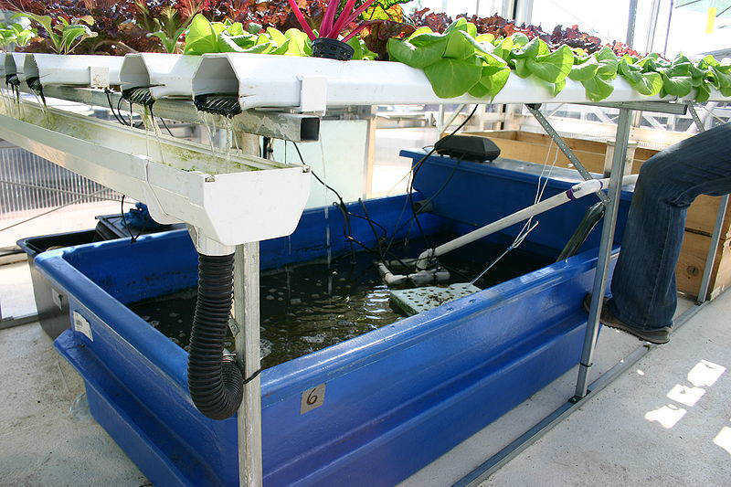 Aquaponics Tank