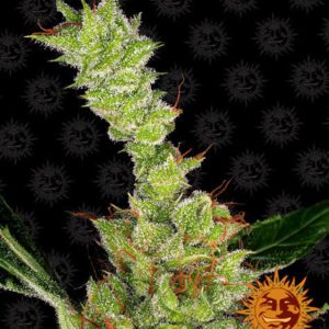 Barney's Farm - Dr. Grinspoon Plant Shot