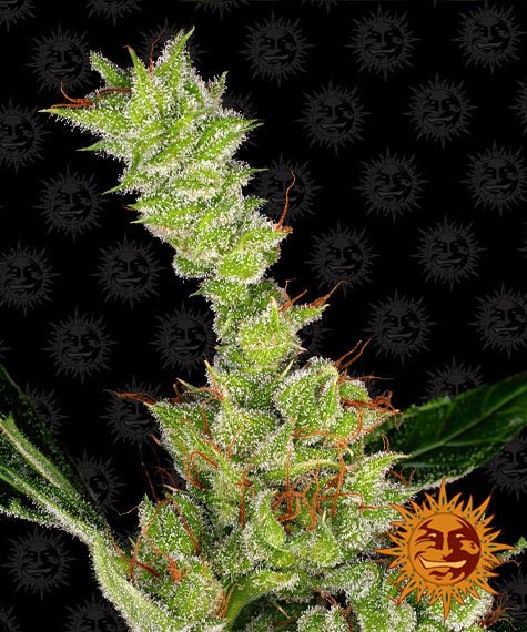Barney's Farm - Dr. Grinspoon Plant Shot