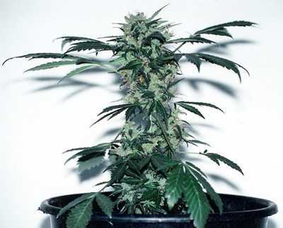 Lowryder autoflowering cannabis
