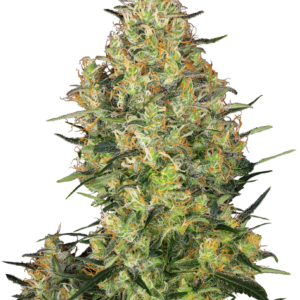 Sensi Seeds - Shiva Skunk Feminized Plant Shot