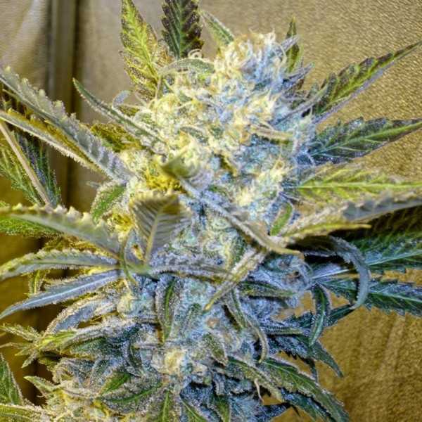 blue mystic