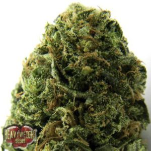 Heavyweight - Massive Midget Auto Plant Shot