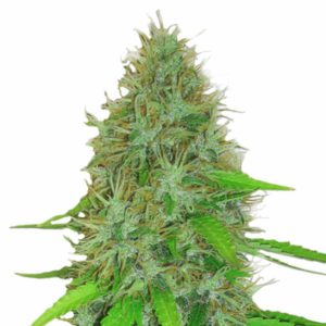 Heavyweight - 2 Fast 2 Vast Auto Feminized Plant Shot