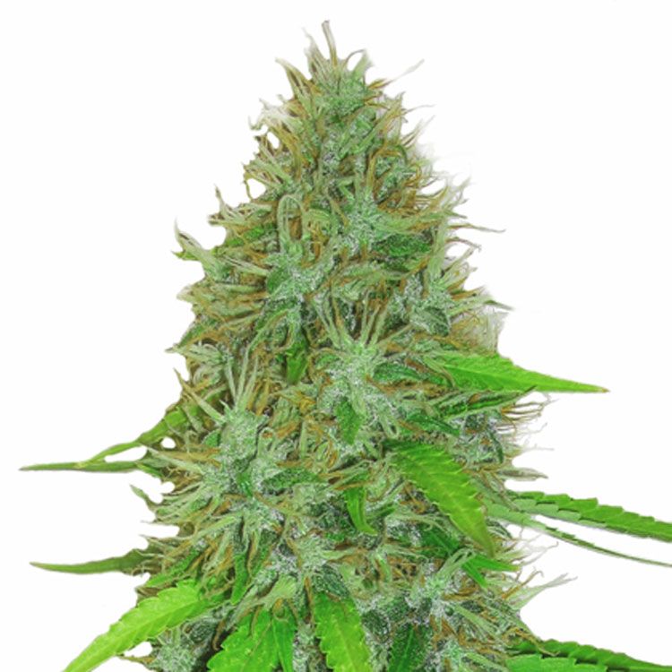 Heavyweight - 2 Fast 2 Vast Auto Feminized Plant Shot