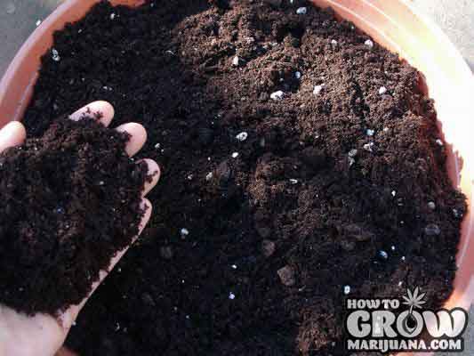 Marijuana in Soil