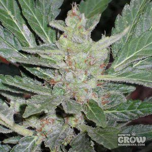 Short Stuff - Dr Feelgood Auto Plant Shot