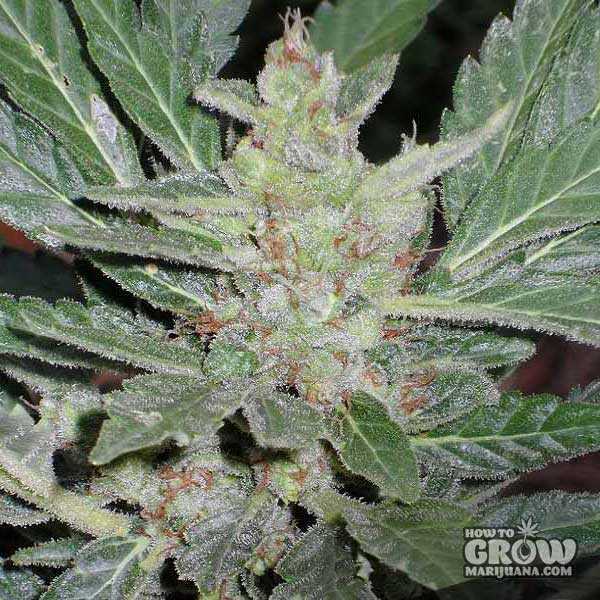 Short Stuff - Dr Feelgood Auto Plant Shot