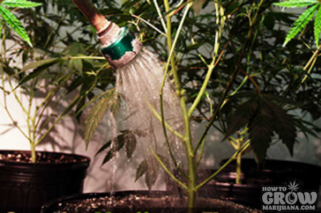 Watering Weed