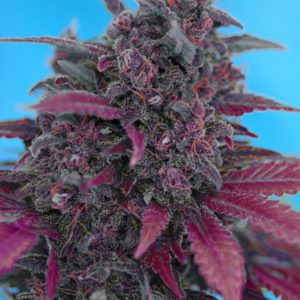 Sweet Seeds - Dark Devil Auto® Plant Shot