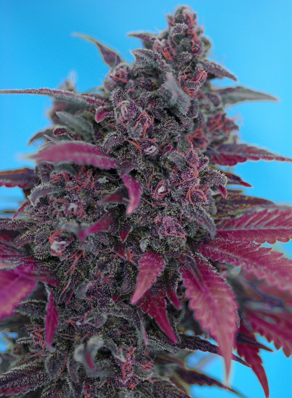 Sweet Seeds - Dark Devil Auto® Plant Shot