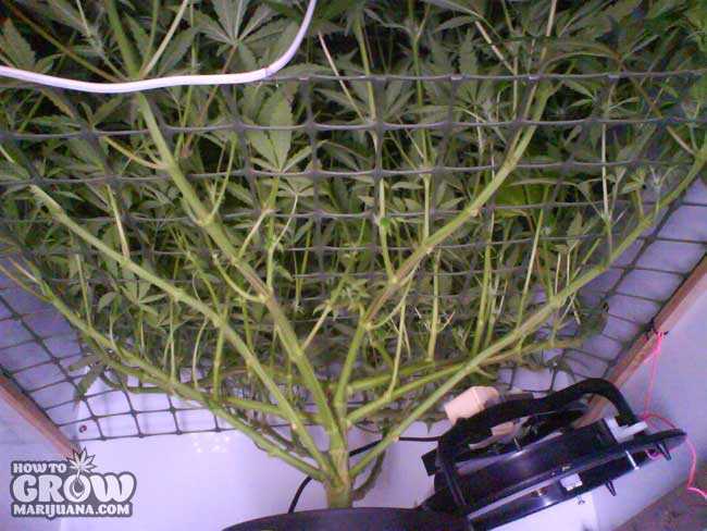 Lollipop SCROG