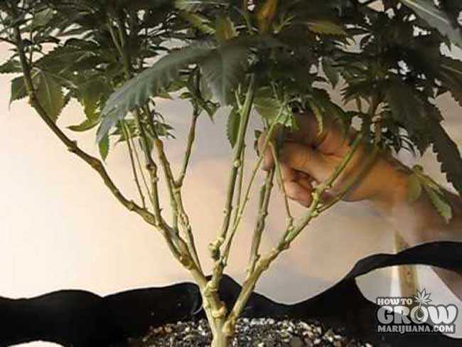 Lollipopping Marijuana