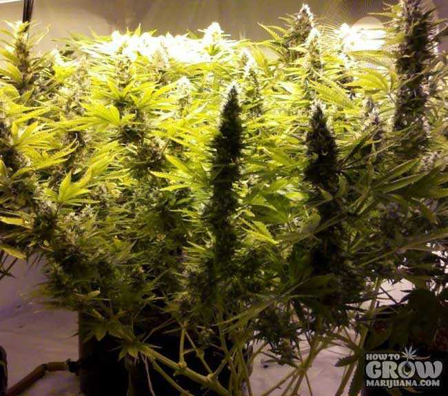 Marijuana Lollipopped and LST