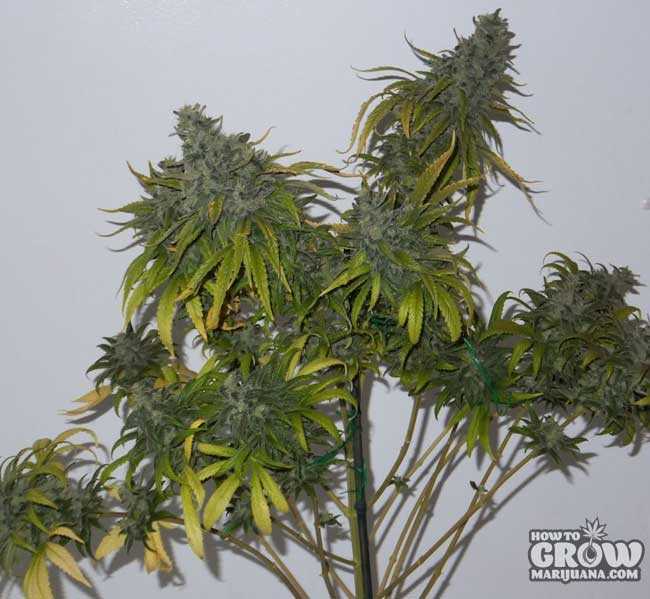 Marijuana Plant Lollipop