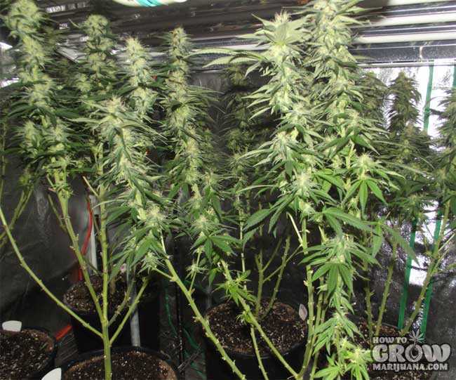 Marijuana Plants After Lollipopping