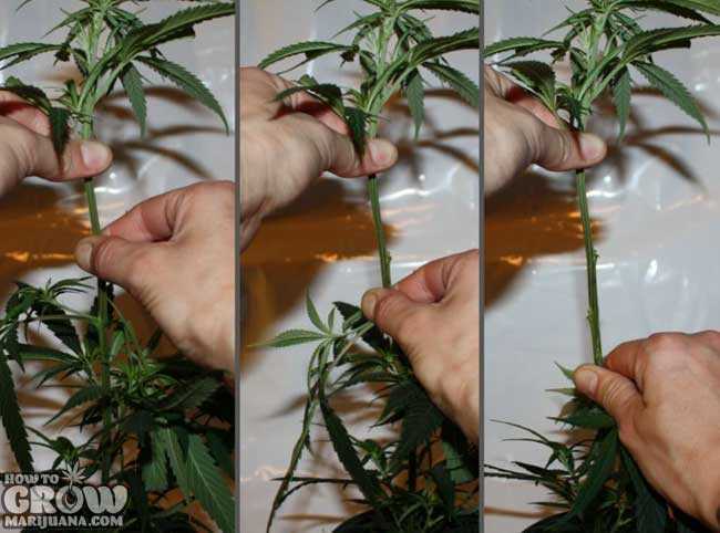 Top Down Lollipopping Marijuana