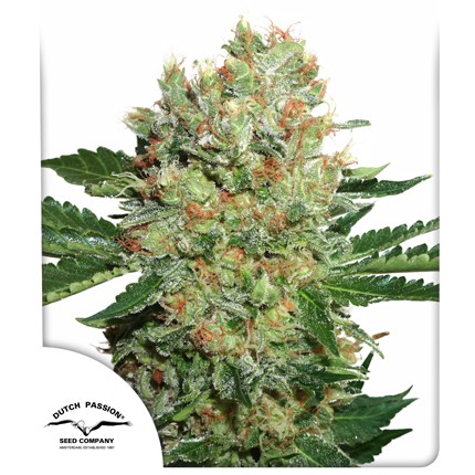 Dutch Passion - Brainstorm Feminized Plant Shot