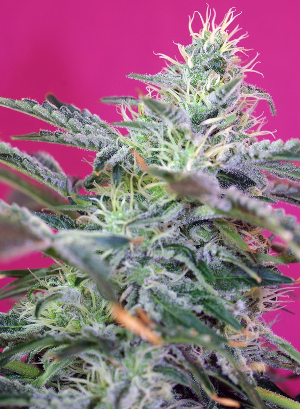 Sweet Seeds - Sweet Cheese Auto® Plant Shot