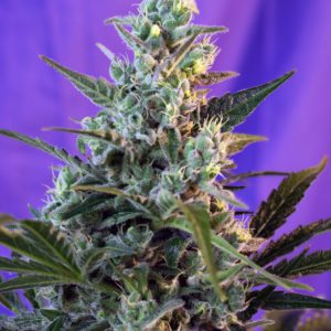 Sweet Seeds - Sweet Skunk Auto® Plant Shot