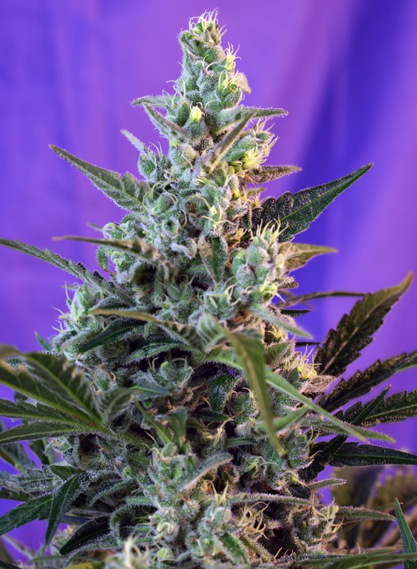 Sweet Seeds - Sweet Skunk Auto® Plant Shot