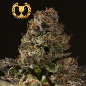 Devil's Harvest - Strawberry Sour Diesel Feminized Plant Shot