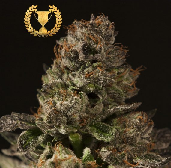 Devil's Harvest - Strawberry Sour Diesel Feminized Plant Shot