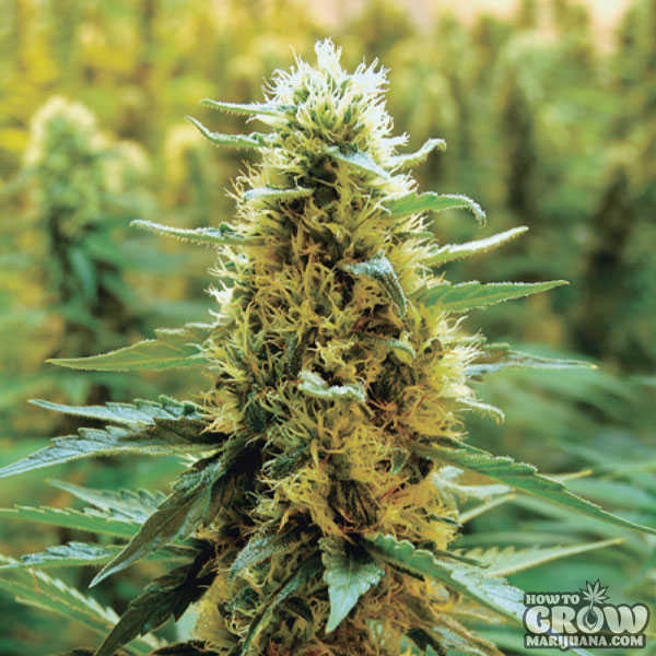 Grow Extra Potent Buds