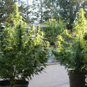 Two large marijuana plants grown outdoors