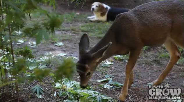 Protect Plants from Deer and Pests