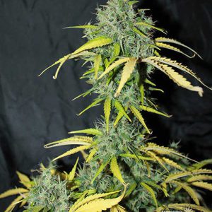 Seedsman - Amnesia Auto Feminized Plant Shot