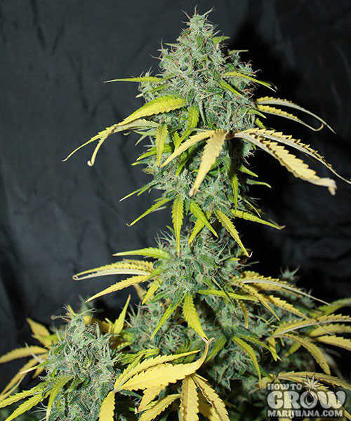 Seedsman - Amnesia Auto Feminized Plant Shot