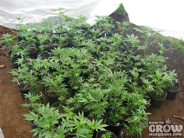 Young Plants Protected from Weather