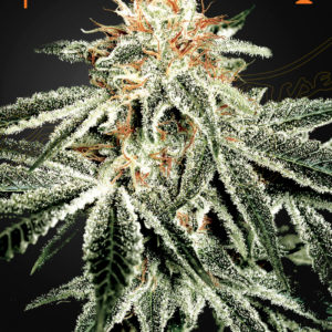 Green House - White Widow Feminized Plant Shot