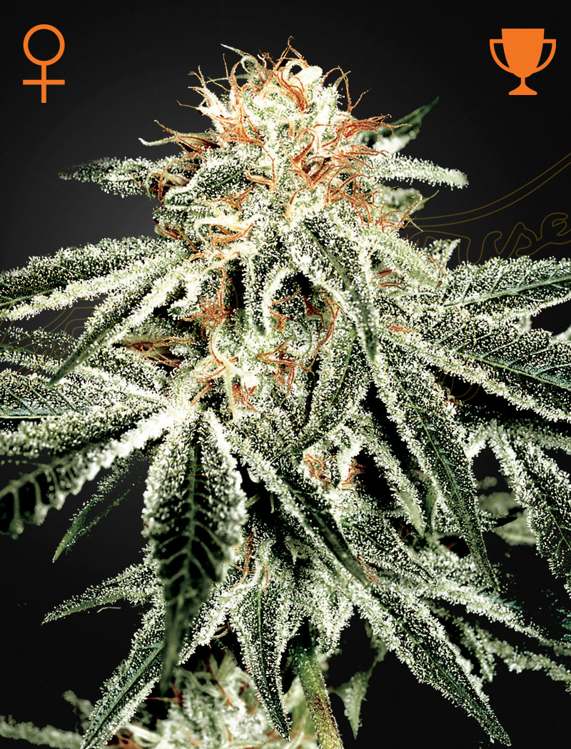 Green House - White Widow Feminized Plant Shot