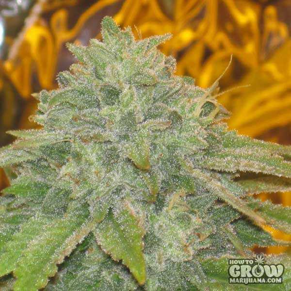 Barney’s Farm LSD bud